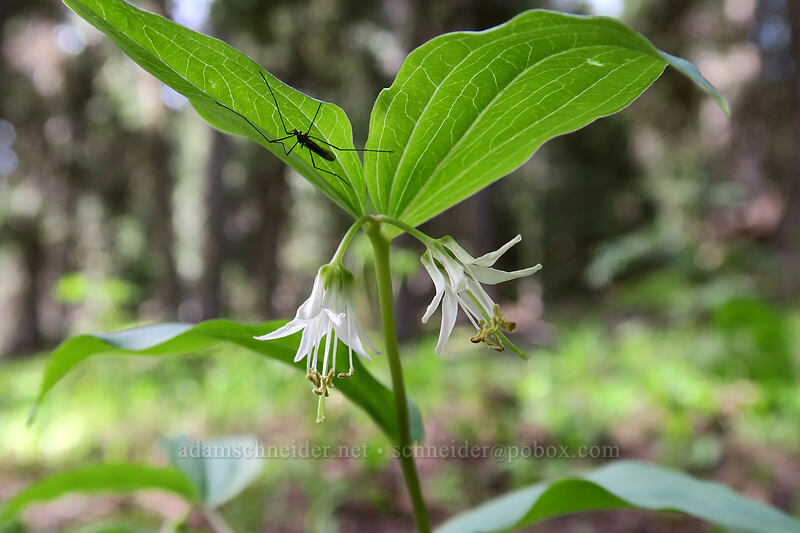rough-fruit fairy bells (Prosartes trachycarpa (Disporum trachycarpum)) [Independent Mine Trail, Ochoco National Forest, Crook County, Oregon]