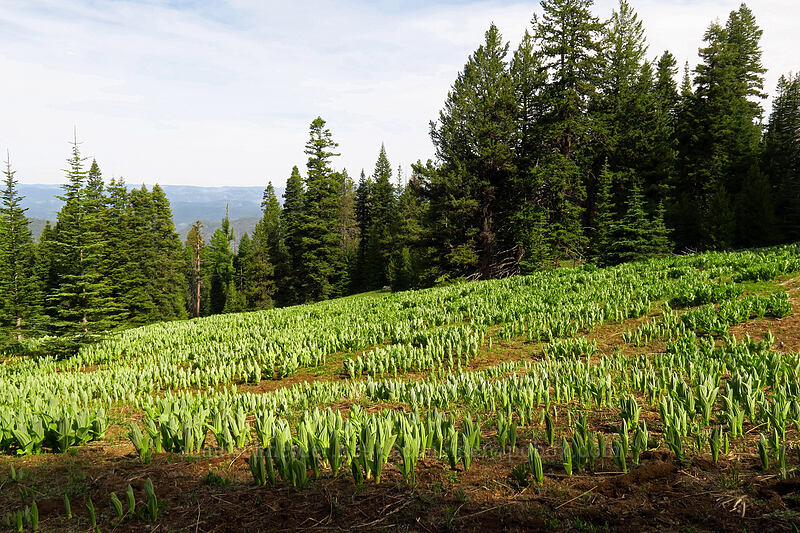 California corn lilies (Veratrum californicum) [Independent Mine Trail, Ochoco National Forest, Crook County, Oregon]