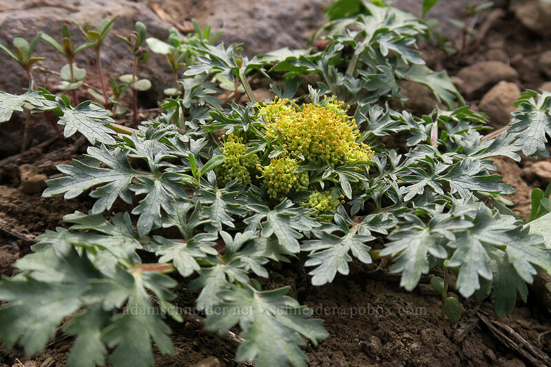 northern sanicle (western snake-root) (Sanicula graveolens) [Independent Mine Trail, Ochoco National Forest, Crook County, Oregon]