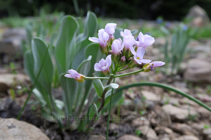 dagger-pod (Phoenicaulis cheiranthoides) [Independent Mine Trail, Ochoco National Forest, Crook County, Oregon]