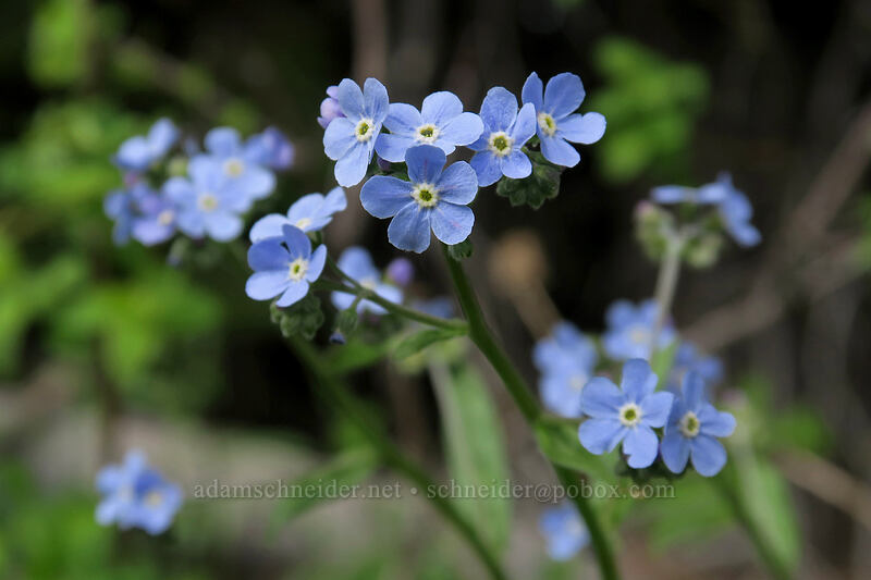 blue stickseed (Hackelia micrantha (Hackelia jessicae)) [Independent Mine Trail, Ochoco National Forest, Crook County, Oregon]