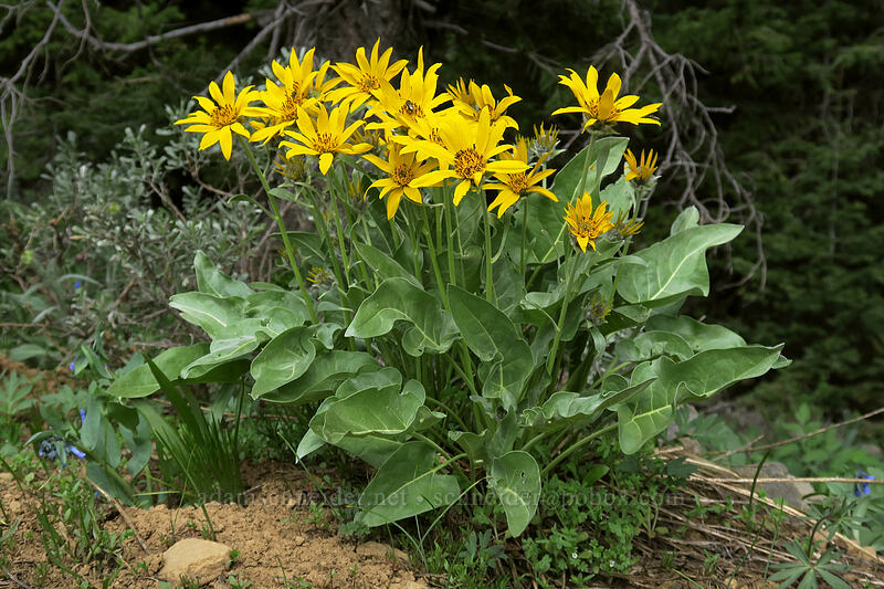 arrow-leaf balsamroot (Balsamorhiza sagittata) [Independent Mine Trail, Ochoco National Forest, Crook County, Oregon]
