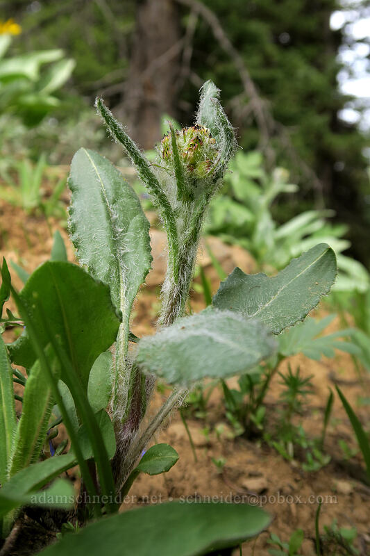 lamb's-tongue groundsel, budding (Senecio integerrimus var. exaltatus) [Independent Mine Trail, Ochoco National Forest, Crook County, Oregon]