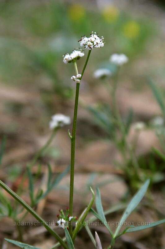 Piper's salt-and-pepper desert parsley (Lomatium piperi) [Independent Mine Trail, Ochoco National Forest, Crook County, Oregon]