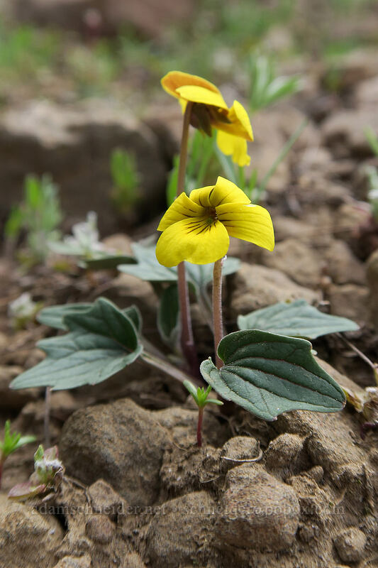 goose-foot violet (Viola purpurea var. venosa) [Independent Mine Trail, Ochoco National Forest, Crook County, Oregon]