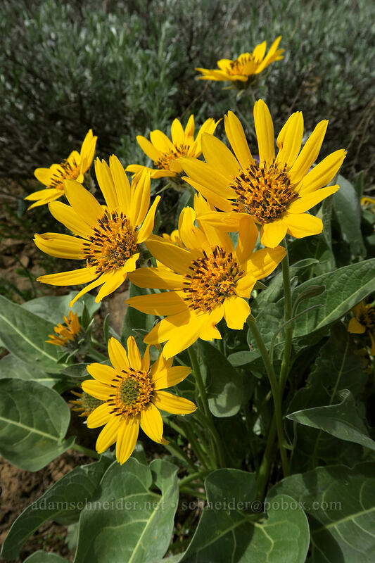 arrow-leaf balsamroot (Balsamorhiza sagittata) [Independent Mine Trail, Ochoco National Forest, Crook County, Oregon]
