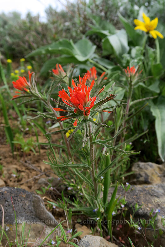 wavy-leaf paintbrush (Castilleja applegatei var. pinetorum) [Independent Mine Trail, Ochoco National Forest, Crook County, Oregon]