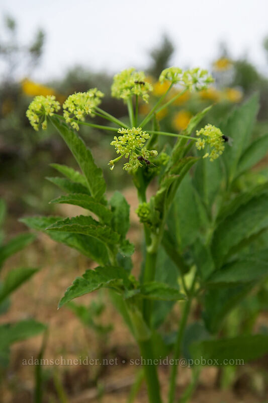 western sweet-cicely (Osmorhiza occidentalis) [Independent Mine Trail, Ochoco National Forest, Crook County, Oregon]