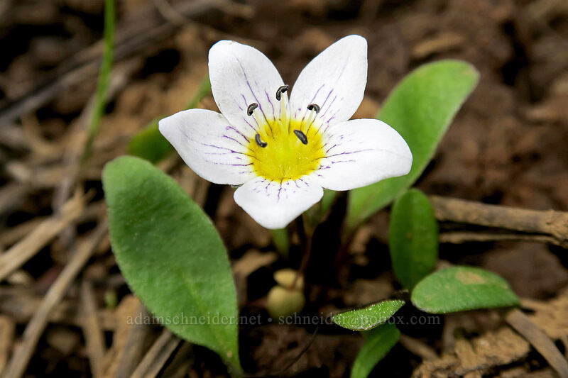 dwarf hesperochiron (Hesperochiron pumilus) [Independent Mine Trail, Ochoco National Forest, Crook County, Oregon]