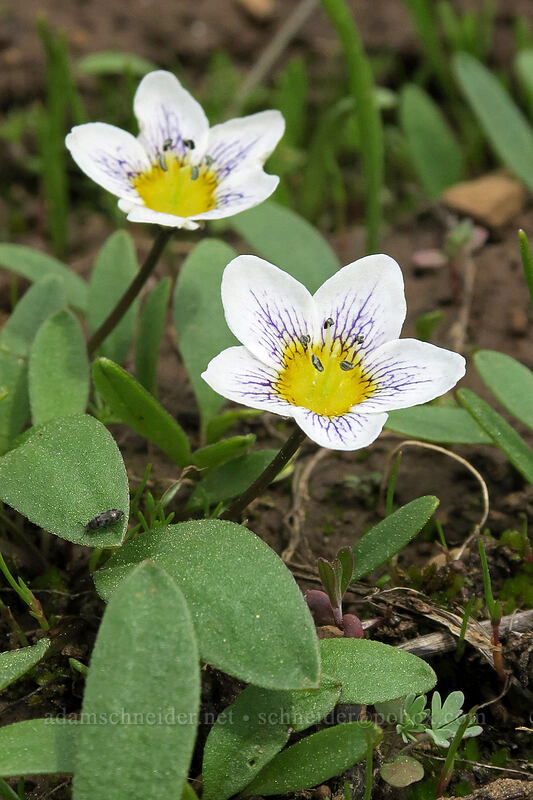 dwarf hesperochiron (Hesperochiron pumilus) [Independent Mine Trail, Ochoco National Forest, Crook County, Oregon]
