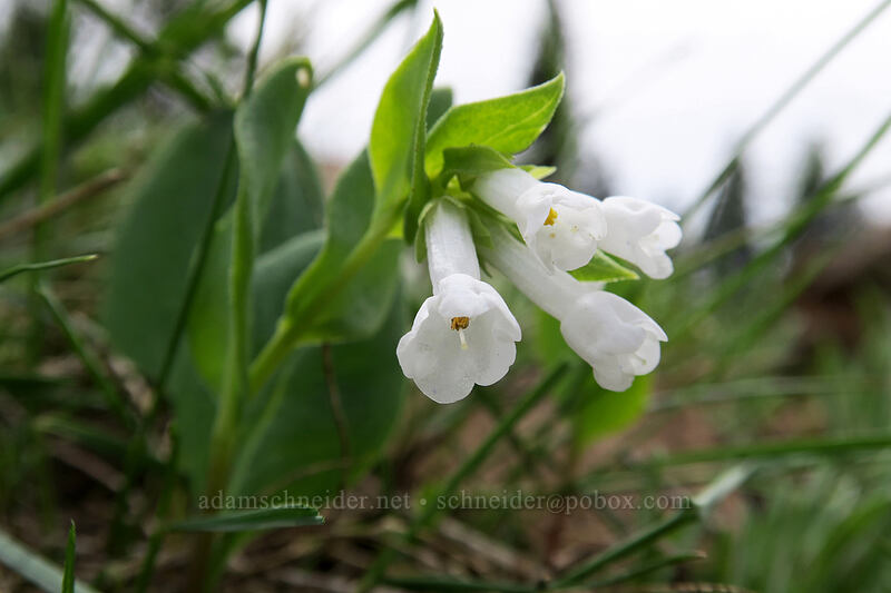 white bluebells (Mertensia longiflora) [Independent Mine Trail, Ochoco National Forest, Crook County, Oregon]