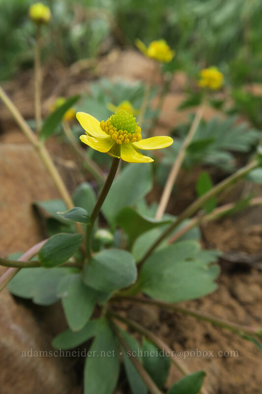 sagebrush buttercup (Ranunculus glaberrimus) [Independent Mine Trail, Ochoco National Forest, Crook County, Oregon]