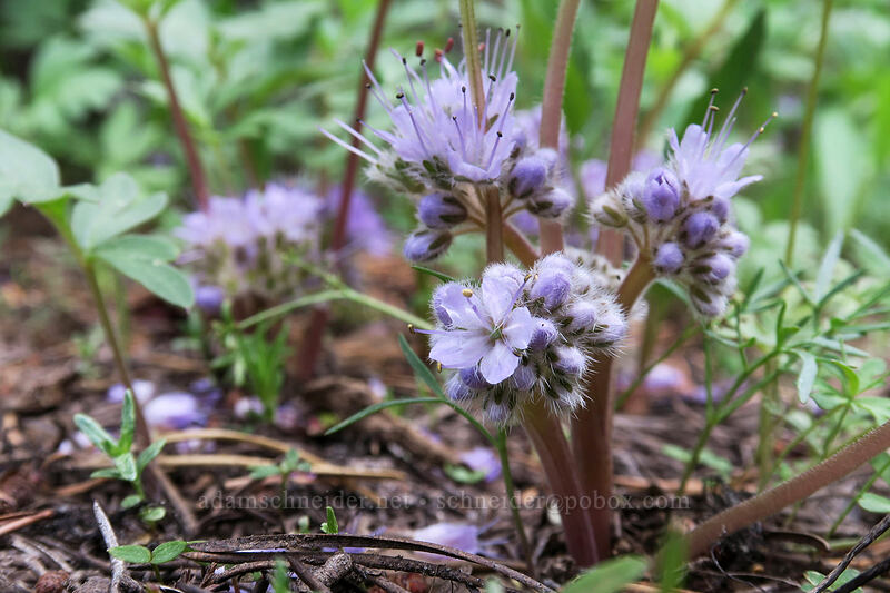 ball-head waterleaf (Hydrophyllum capitatum var. capitatum) [Independent Mine Trail, Ochoco National Forest, Crook County, Oregon]