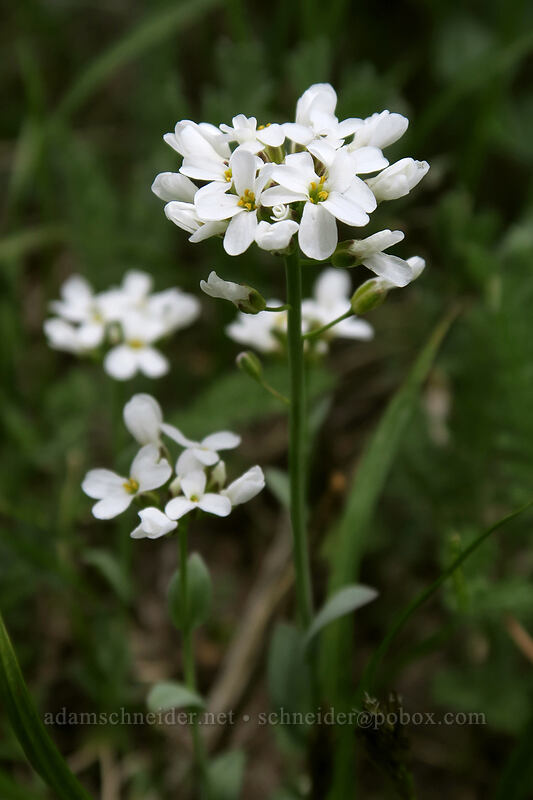 alpine penny-cress (Noccaea fendleri ssp. glauca (Thlaspi fendleri var. glaucum)) [Line Butte Tie Trail, Ochoco National Forest, Crook County, Oregon]