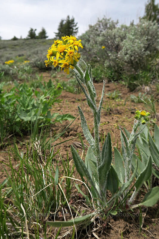 lamb's-tongue groundsel (Senecio integerrimus var. exaltatus) [Line Butte Tie Trail, Ochoco National Forest, Crook County, Oregon]