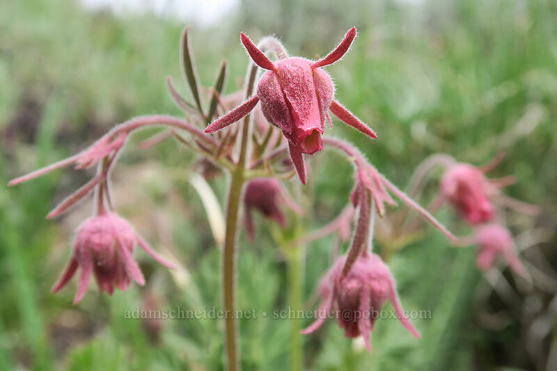prairie smoke (Geum triflorum) [Line Butte Tie Trail, Ochoco National Forest, Crook County, Oregon]