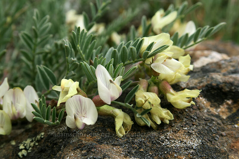 Sonne's balloon-pod milk-vetch (Astragalus whitneyi var. sonneanus) [Line Butte Tie Trail, Ochoco National Forest, Crook County, Oregon]