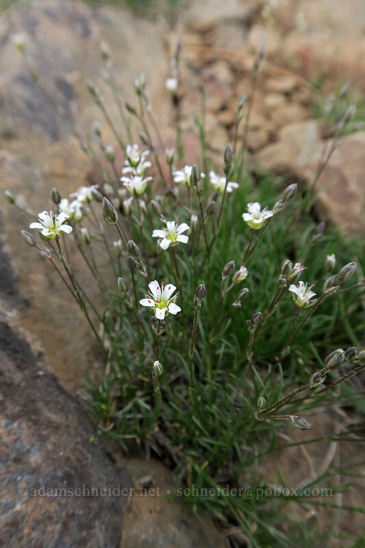 King's sandwort (Eremogone kingii var. glabrescens (Arenaria kingii var. glabrescens)) [Line Butte Tie Trail, Ochoco National Forest, Crook County, Oregon]