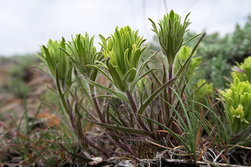 pale paintbrush (Castilleja oresbia) [Line Butte Tie Trail, Ochoco National Forest, Crook County, Oregon]