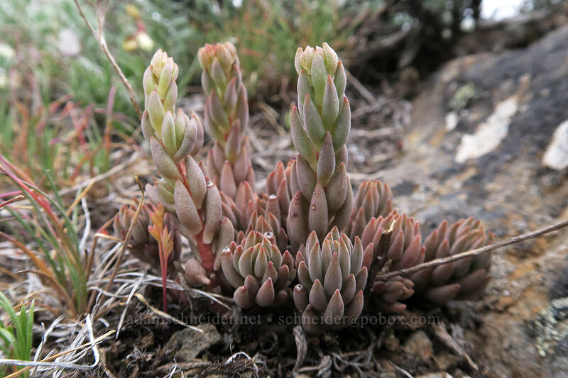 lance-leaf stonecrop leaves (Sedum lanceolatum) [Line Butte Tie Trail, Ochoco National Forest, Crook County, Oregon]