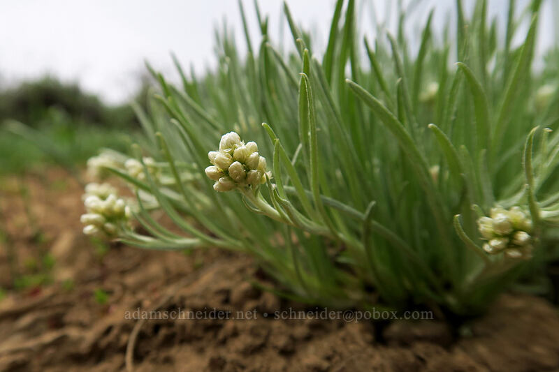 pussy-toes (Antennaria sp.) [Lookout Mountain summit, Ochoco National Forest, Crook County, Oregon]