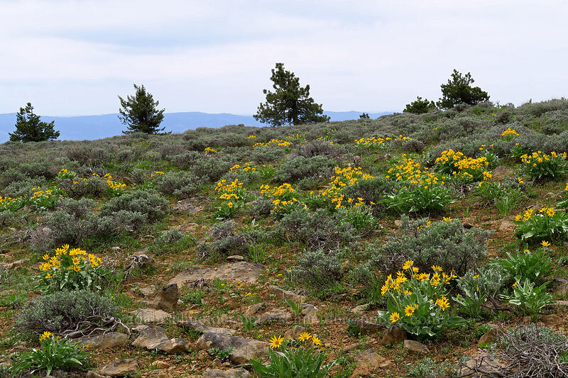 balsamroot & sagebrush (Balsamorhiza sagittata, Artemisia tridentata) [Lookout Mountain summit, Ochoco National Forest, Crook County, Oregon]