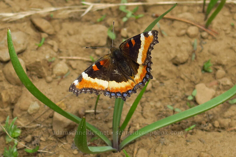 Milbert's tortoiseshell butterfly (Aglais milberti (Nymphalis milberti)) [Mother Lode Mine Trail, Ochoco National Forest, Crook County, Oregon]