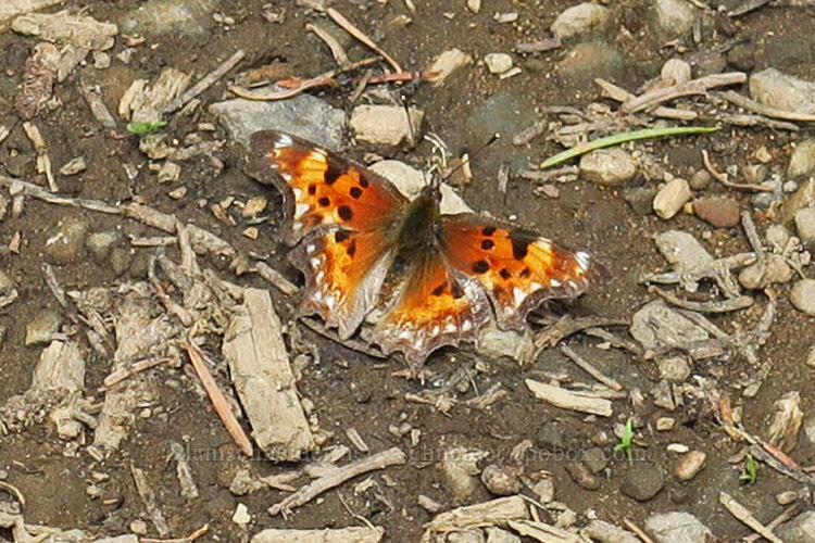 hoary comma butterfly (Polygonia gracilis) [Mother Lode Mine Trail, Ochoco National Forest, Crook County, Oregon]