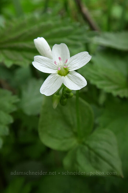 broad-leaf spring beauty (Claytonia cordifolia (Montia cordifolia)) [Mother Lode Mine Trail, Ochoco National Forest, Crook County, Oregon]