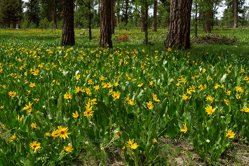 yellow mule's-ears (Wyethia amplexicaulis) [Forest Road 42, Big Summit Prairie, Crook County, Oregon]