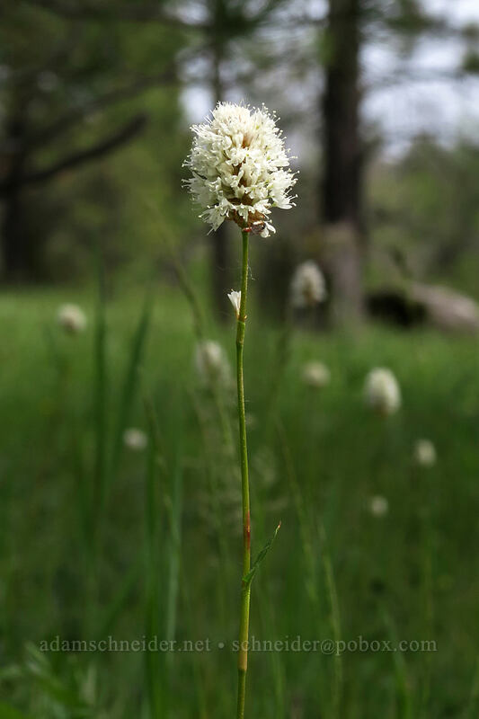 western bistort (Bistorta bistortoides (Polygonum bistortoides)) [Forest Road 42, Big Summit Prairie, Crook County, Oregon]