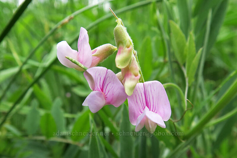 few-flowered pea-vine (Lathyrus pauciflorus) [Forest Road 42, Big Summit Prairie, Crook County, Oregon]