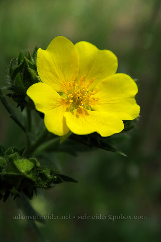slender cinquefoil (Potentilla gracilis) [Forest Road 42, Big Summit Prairie, Crook County, Oregon]