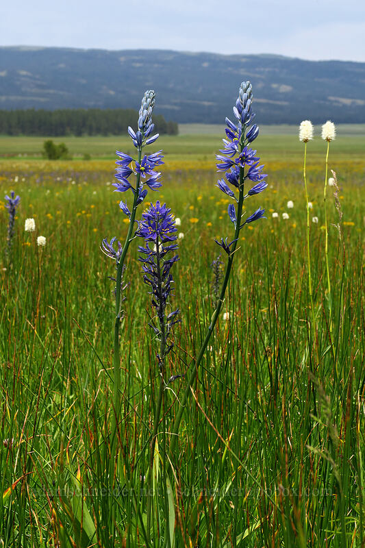 camas, bistort, etc. (Camassia quamash ssp. breviflora, Bistorta bistortoides (Polygonum bistortoides)) [Forest Road 42, Big Summit Prairie, Crook County, Oregon]