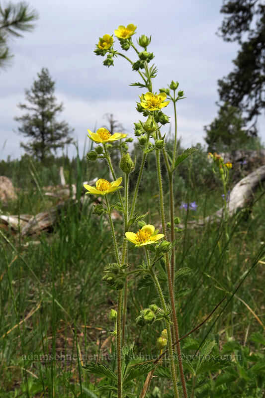 cinquefoil (Drymocallis sp. (Potentilla glandulosa)) [Forest Road 42, Big Summit Prairie, Crook County, Oregon]
