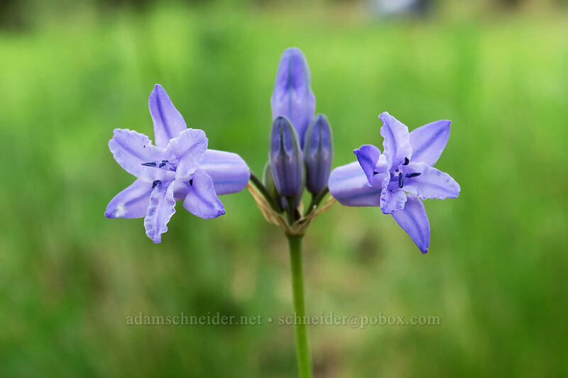 Douglas' brodiaea (Triteleia grandiflora var. grandiflora) [Forest Road 42, Big Summit Prairie, Crook County, Oregon]