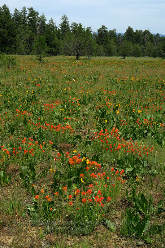 paintbrush & mule's-ears (Castilleja applegatei var. pinetorum, Wyethia amplexicaulis) [Forest Road 42, Big Summit Prairie, Crook County, Oregon]