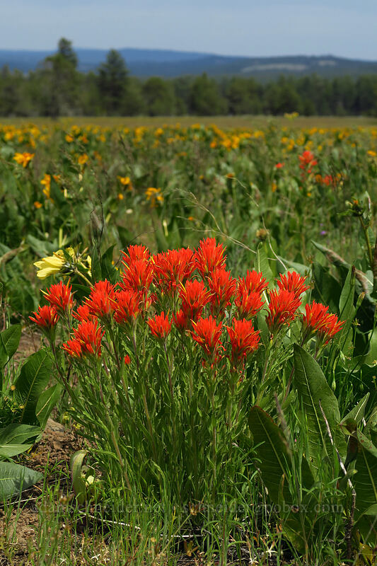 wavy-leaf paintbrush (Castilleja applegatei var. pinetorum) [Forest Road 42, Big Summit Prairie, Crook County, Oregon]