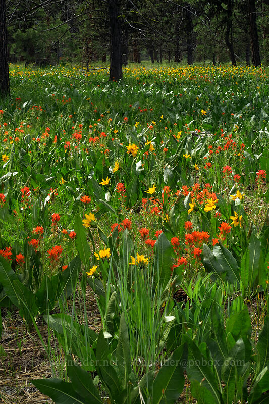 paintbrush & mule's-ears (Castilleja sp., Wyethia amplexicaulis) [Forest Road 42, Big Summit Prairie, Crook County, Oregon]