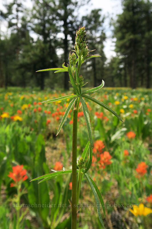 Oregon checker-mallow (Sidalcea oregana) [Forest Road 42, Big Summit Prairie, Crook County, Oregon]