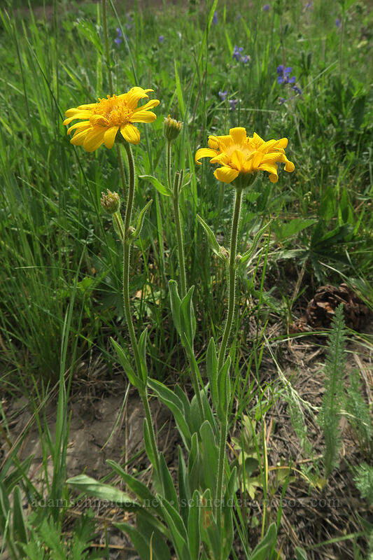 twin arnica (foothills arnica) (Arnica sororia) [Lookout Creek, Ochoco National Forest, Crook County, Oregon]