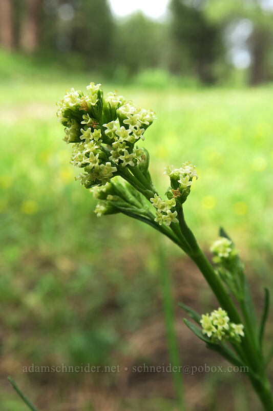 tobacco-root (edible valerian) (Valeriana edulis) [Lookout Creek, Ochoco National Forest, Crook County, Oregon]