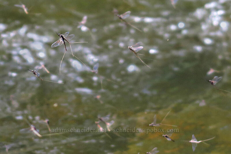 mayflies [Lookout Creek, Ochoco National Forest, Crook County, Oregon]