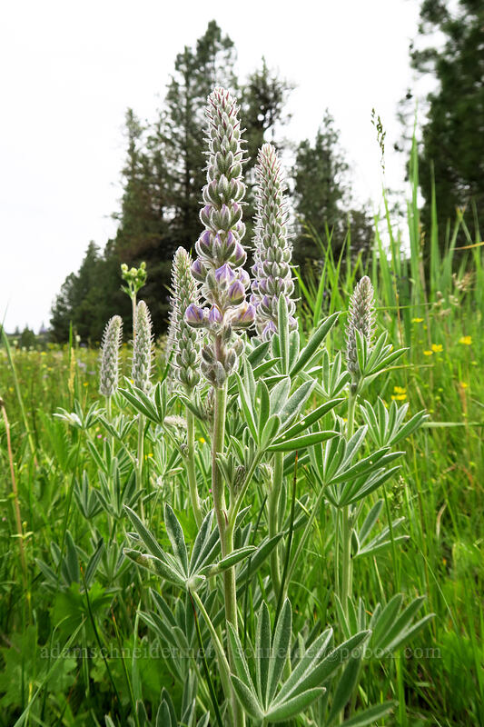 velvet lupine (Lupinus leucophyllus) [Lookout Pasture, Ochoco National Forest, Crook County, Oregon]