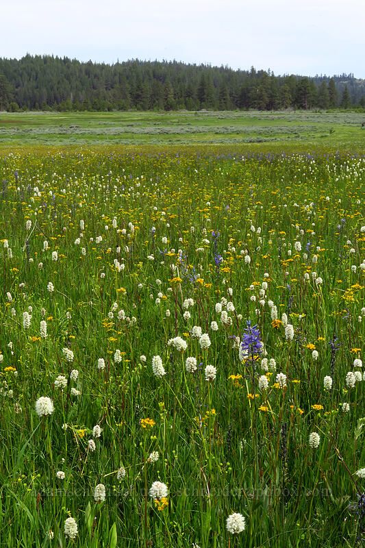 bistort, camas, groundsel, etc. (Bistorta bistortoides (Polygonum bistortoides), Camassia quamash, Senecio hydrophilus) [Lookout Pasture, Ochoco National Forest, Crook County, Oregon]