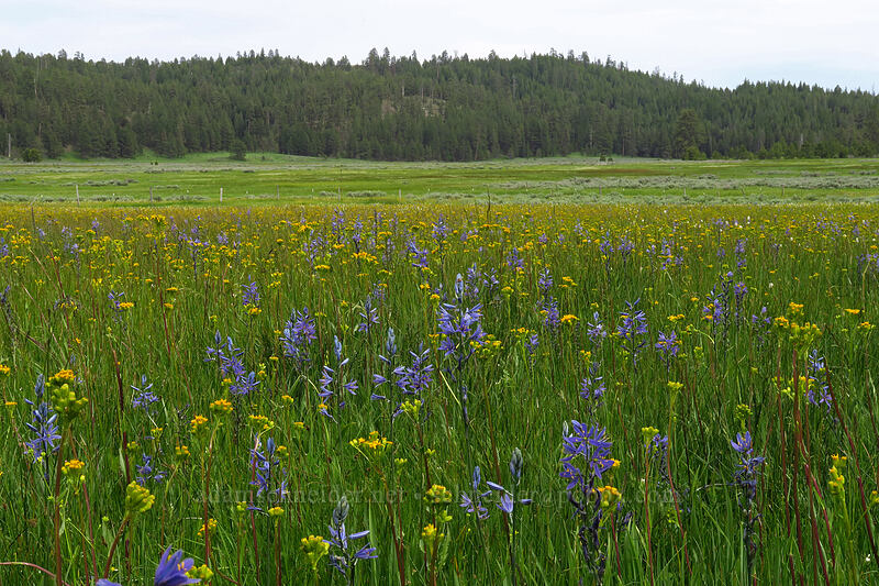 camas, marsh butterweed, etc. (Camassia quamash ssp. breviflora, Senecio hydrophilus) [Lookout Pasture, Ochoco National Forest, Crook County, Oregon]