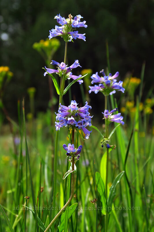Rydberg's penstemon (Penstemon rydbergii) [Lookout Pasture, Ochoco National Forest, Crook County, Oregon]
