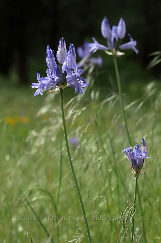 Douglas' brodiaea (Triteleia grandiflora var. grandiflora) [Forest Road 42, Big Summit Prairie, Crook County, Oregon]