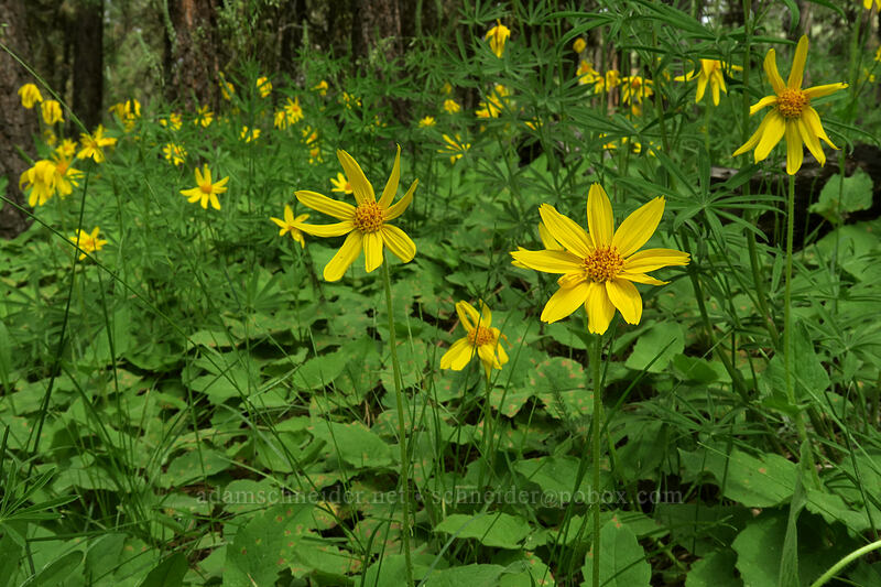 heart-leaf arnica (Arnica cordifolia) [Forest Road 42, Big Summit Prairie, Crook County, Oregon]