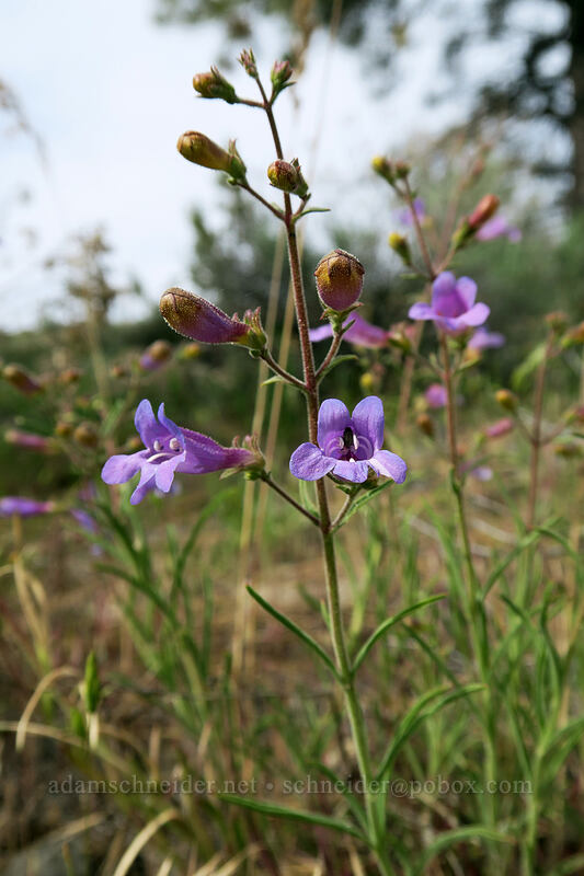 Roezl's penstemon (Penstemon roezlii (Penstemon laetus ssp. roezlii)) [Forest Road 30, Big Summit Prairie, Crook County, Oregon]